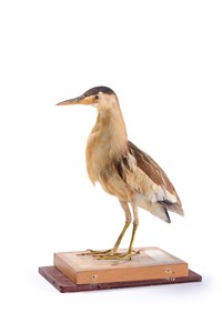 Image description is not available for 1983.105.1